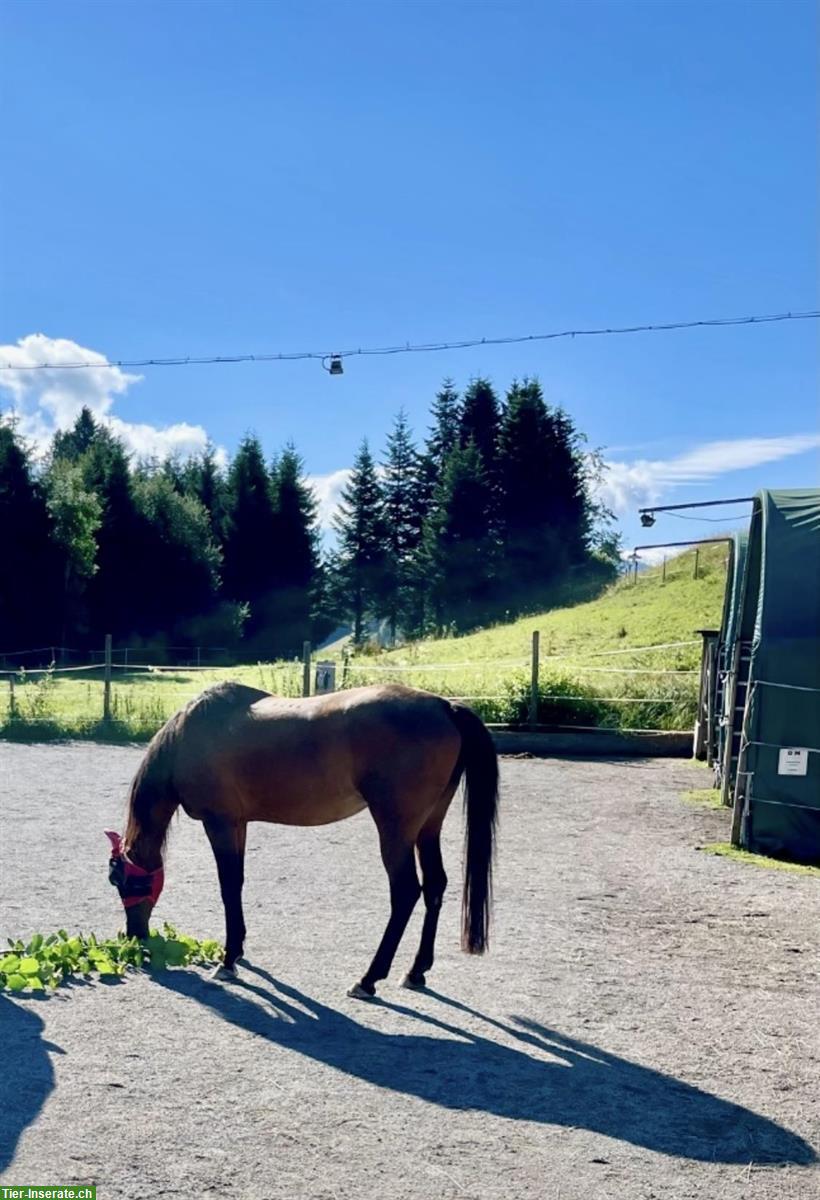 Bild 3: 2 Pferdeboxen/Offenstall in Egg bei Einsiedeln