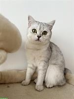 BKH Katze, 1-jährig in gute Hände abzugeben