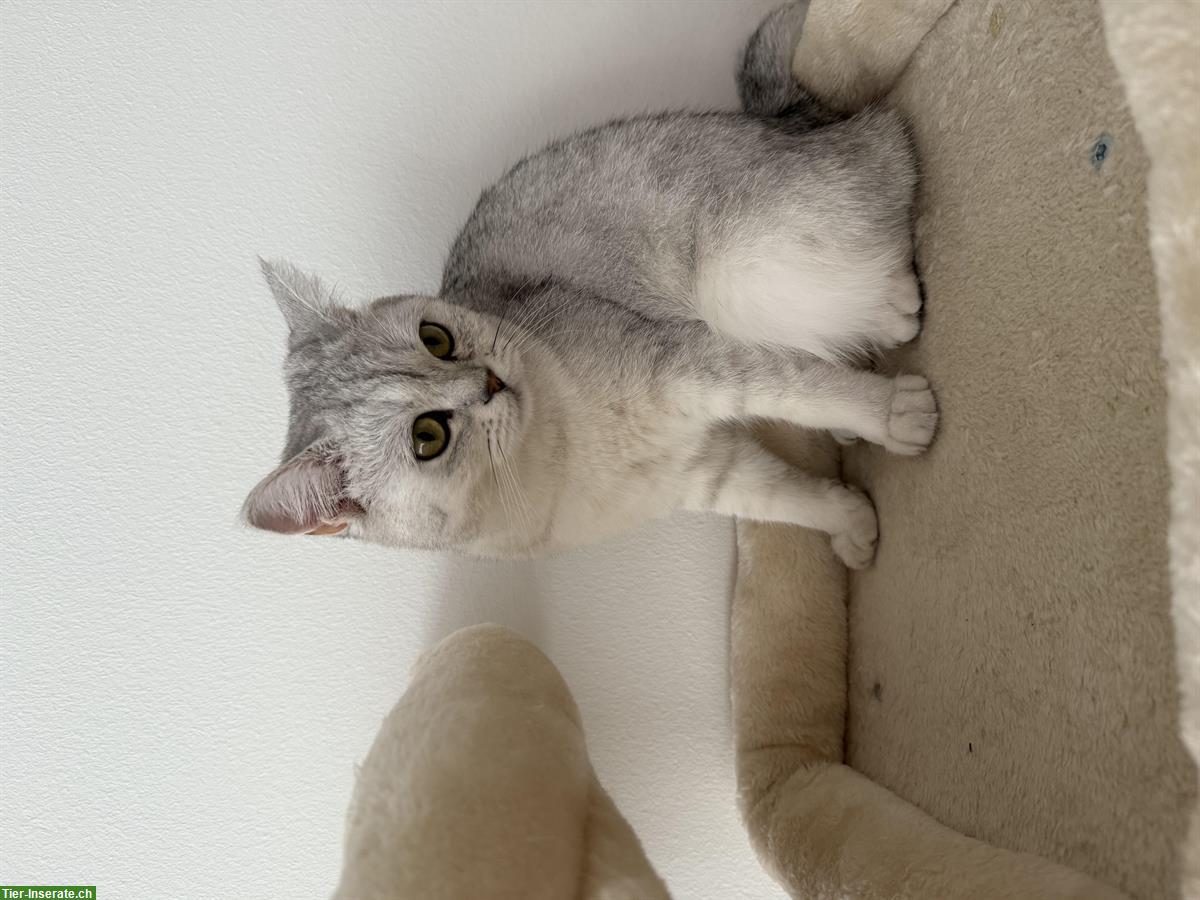 Bild 2: BKH Katze, 1-jährig in gute Hände abzugeben