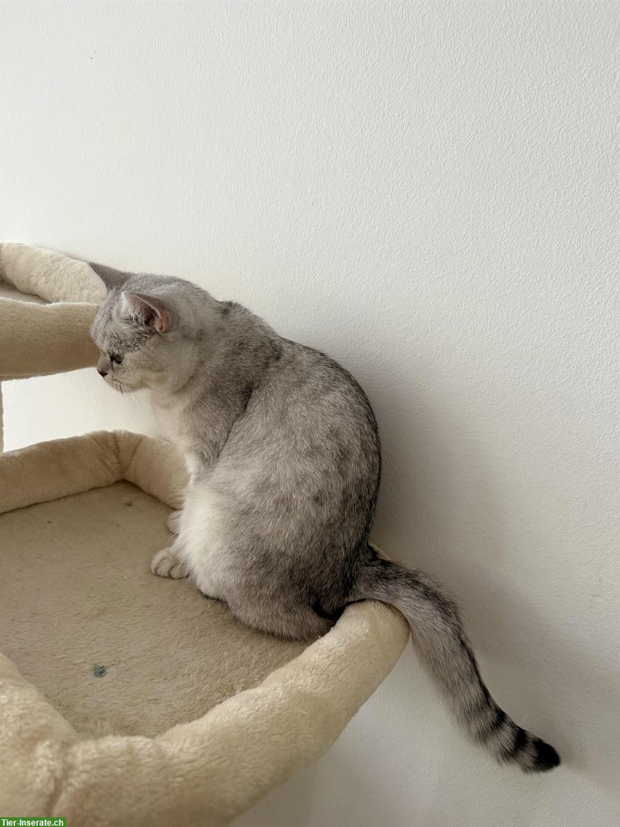 Bild 3: BKH Katze, 1-jährig in gute Hände abzugeben