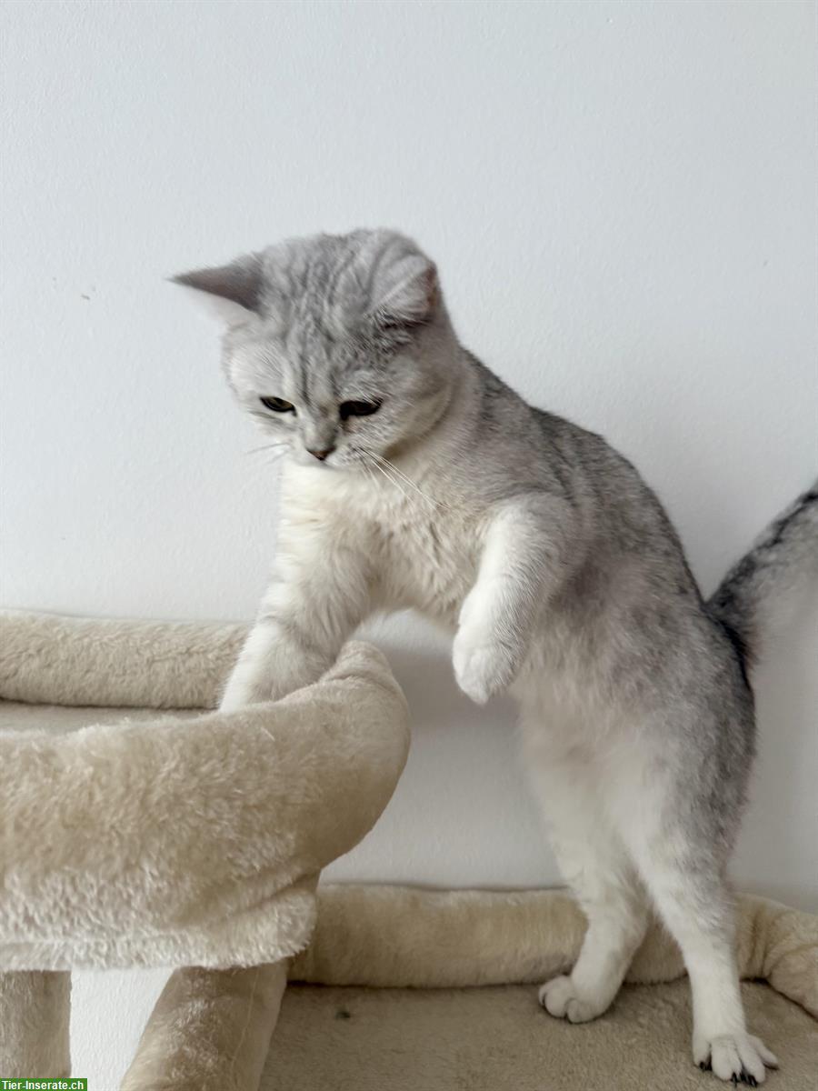 Bild 4: BKH Katze, 1-jährig in gute Hände abzugeben