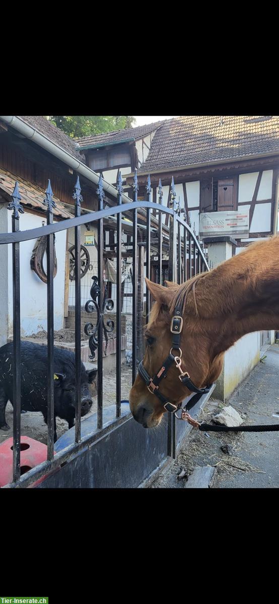 Bild 4: Pflegebeteiligung für Fuchswallach in Blotzheim/ Frankreich