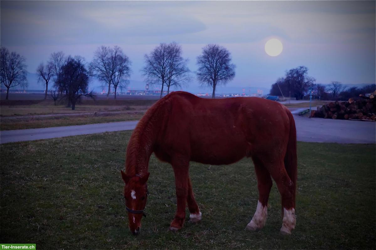 Bild 5: Pflegebeteiligung für Fuchswallach in Blotzheim/ Frankreich