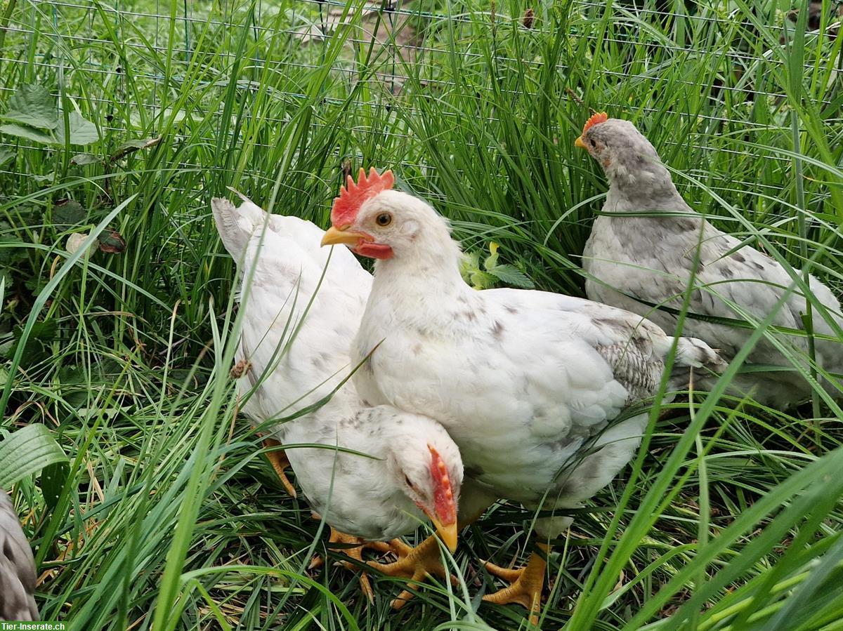 55 Flowery + Marans Junghähne abzugeben