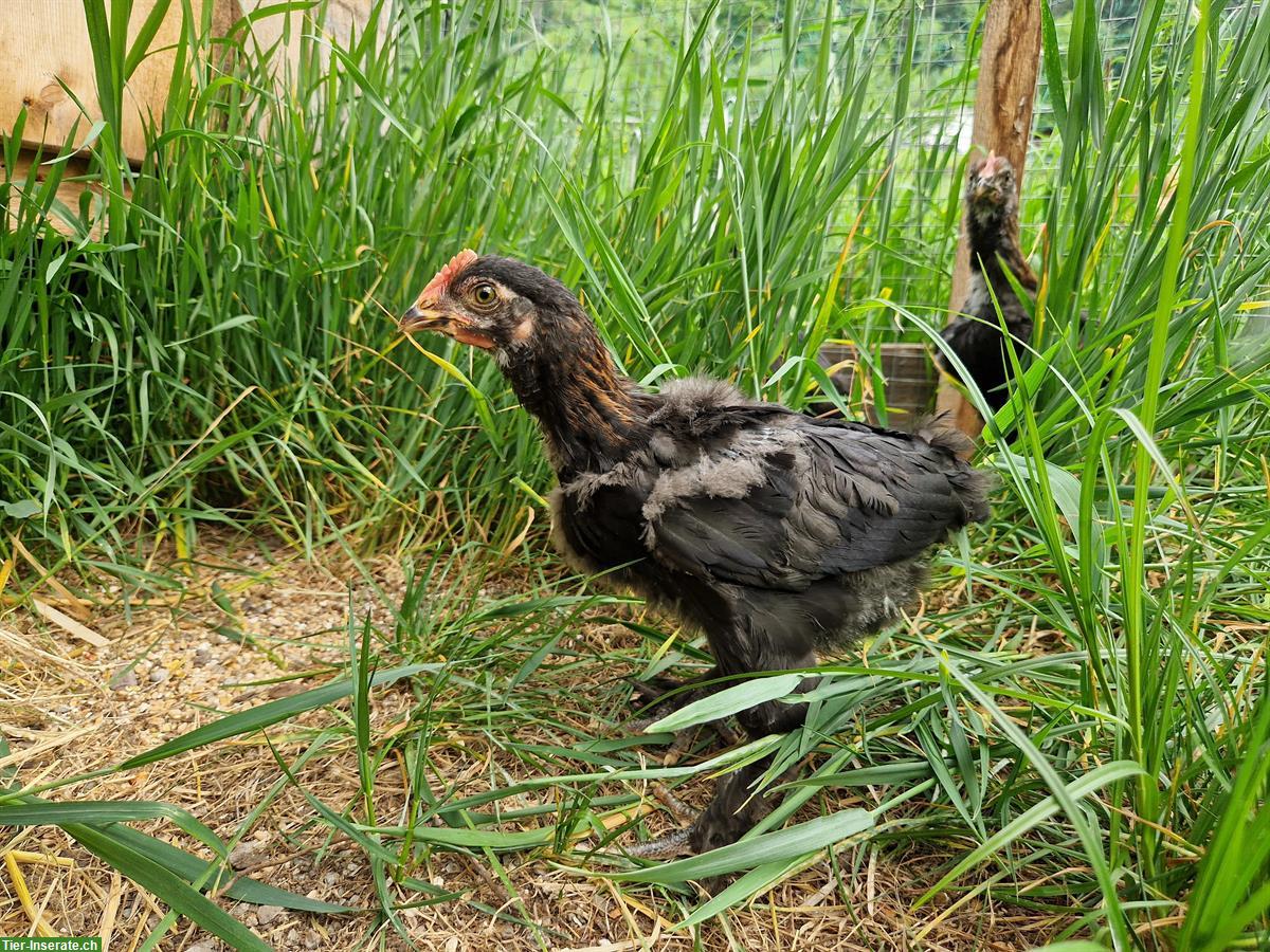 Bild 2: 55 Flowery + Marans Junghähne abzugeben