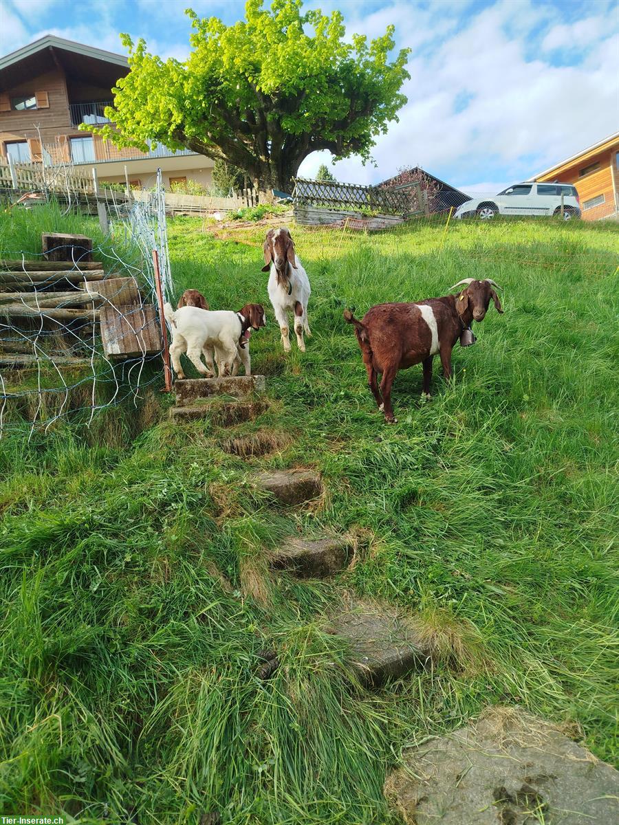 Burenziegen mit 2 jungen Ziegen zu verkaufen