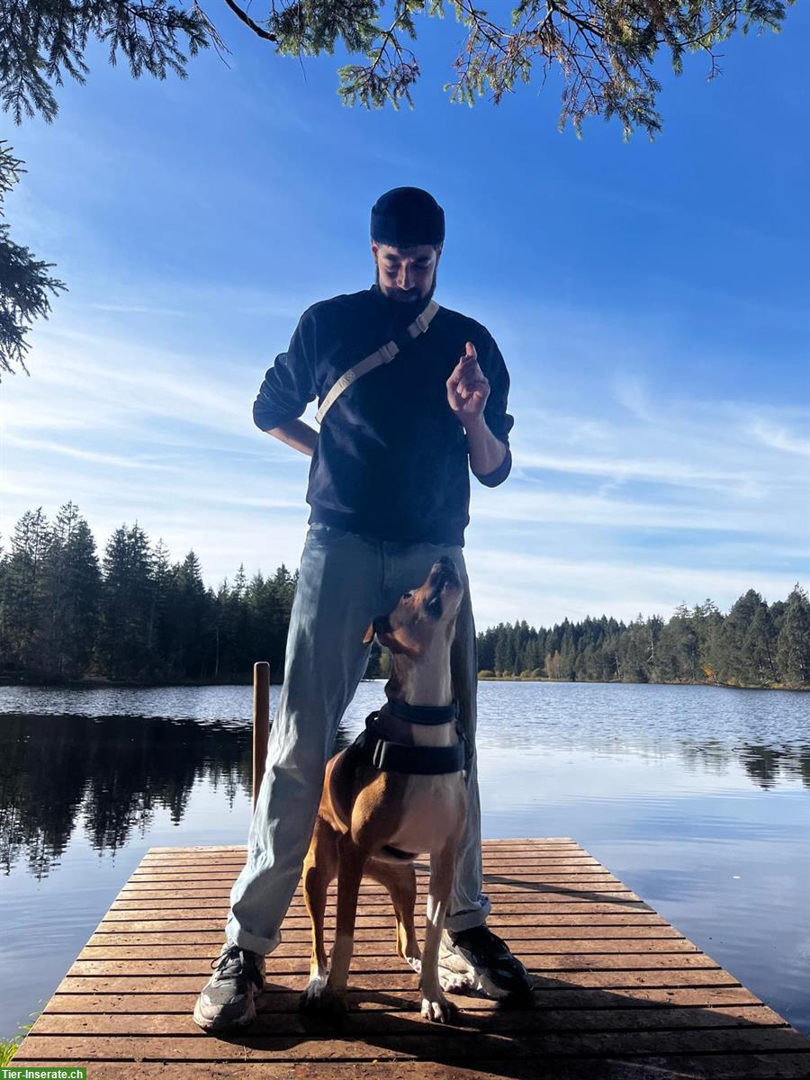 Flexible Pet sitting! French, English and Portuguese