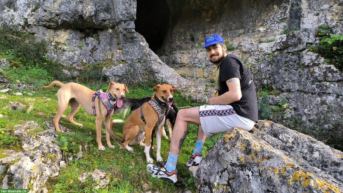 Bild 5: Flexible Pet sitting! French, English and Portuguese