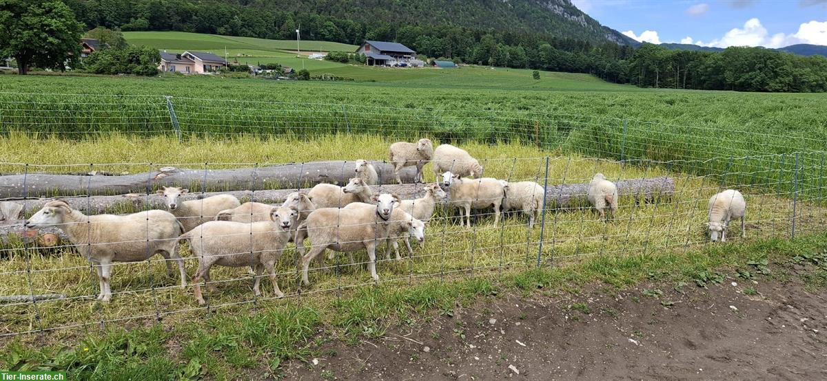 Bild 2: Skudden Aueli suchen neuen Besitzer