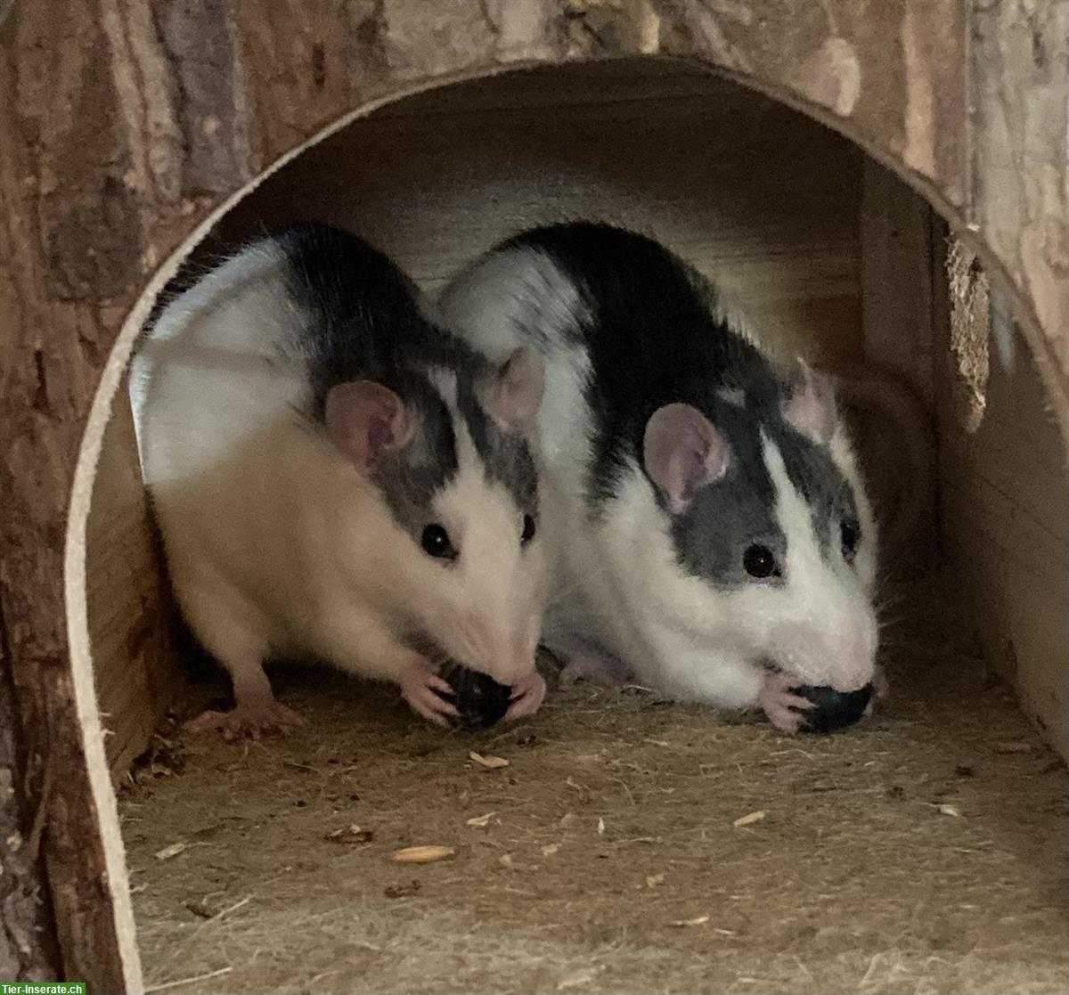 „Älteres“ Ratten Weibchen GESUCHT