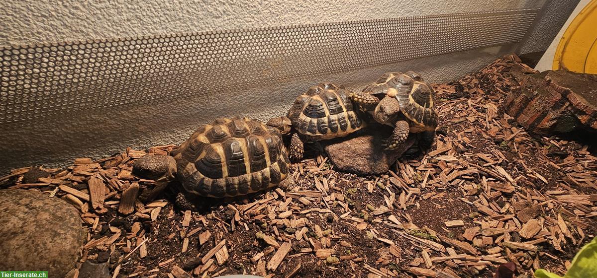 3 Griechische Landschildkröten zu verkaufen