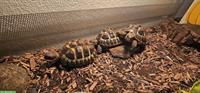3 Griechische Landschildkröten zu verkaufen
