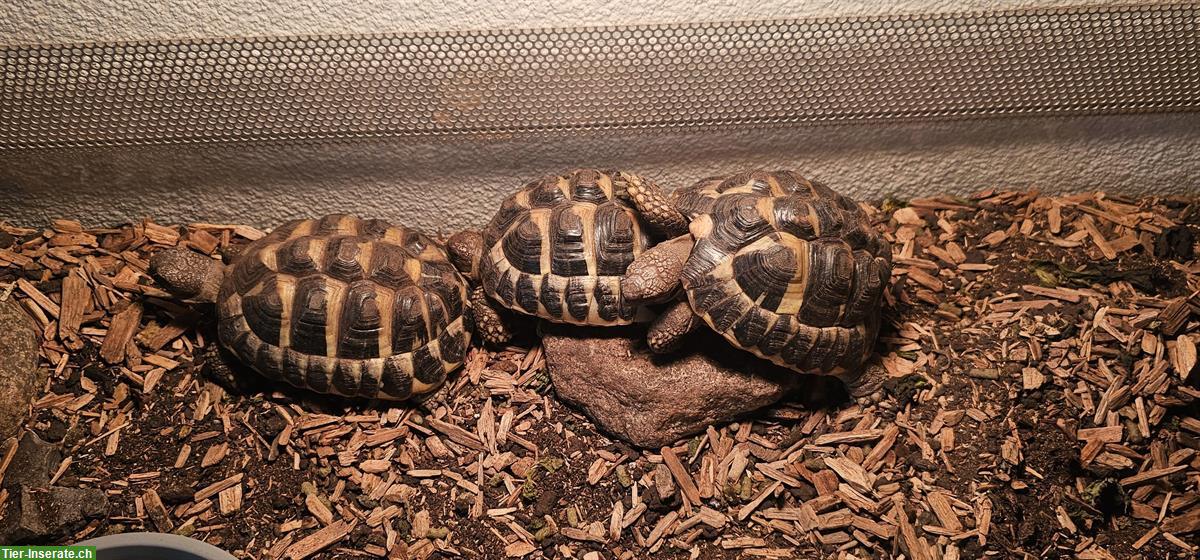 Bild 2: 3 Griechische Landschildkröten zu verkaufen