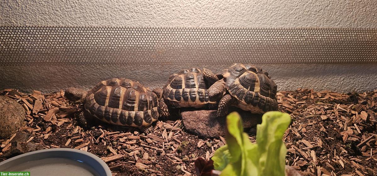 Bild 3: 3 Griechische Landschildkröten zu verkaufen