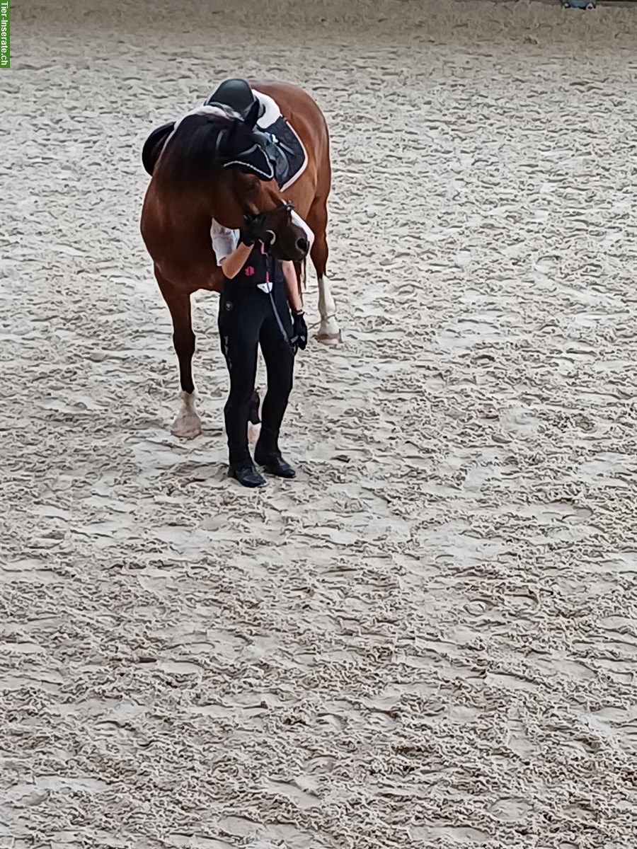 Suche eine Reitbeteiligung nähe Bern