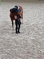 Suche eine Reitbeteiligung nähe Bern