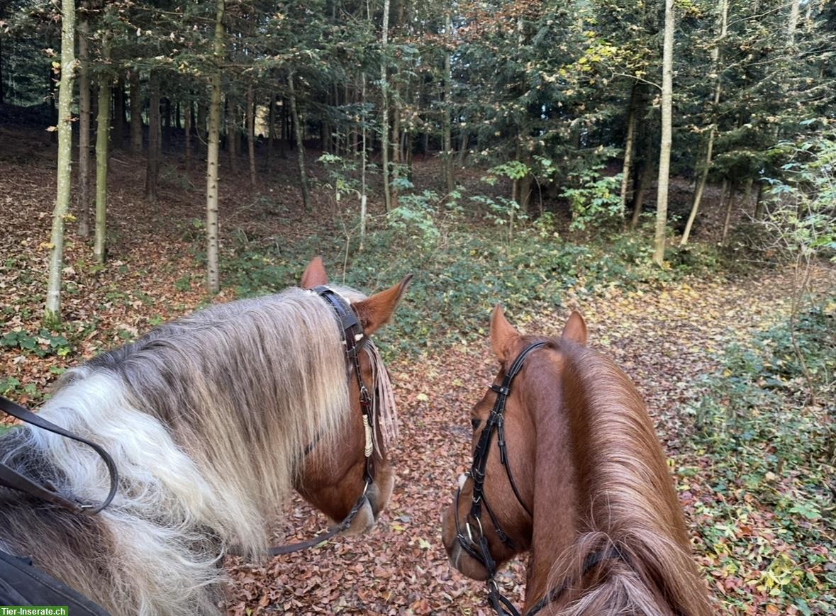 Biete Reitbeteiligung für 2 Pferde in Meikirch BE