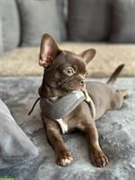 Chihuahua Hündin, 7 Monate in Schoko zu verkaufen