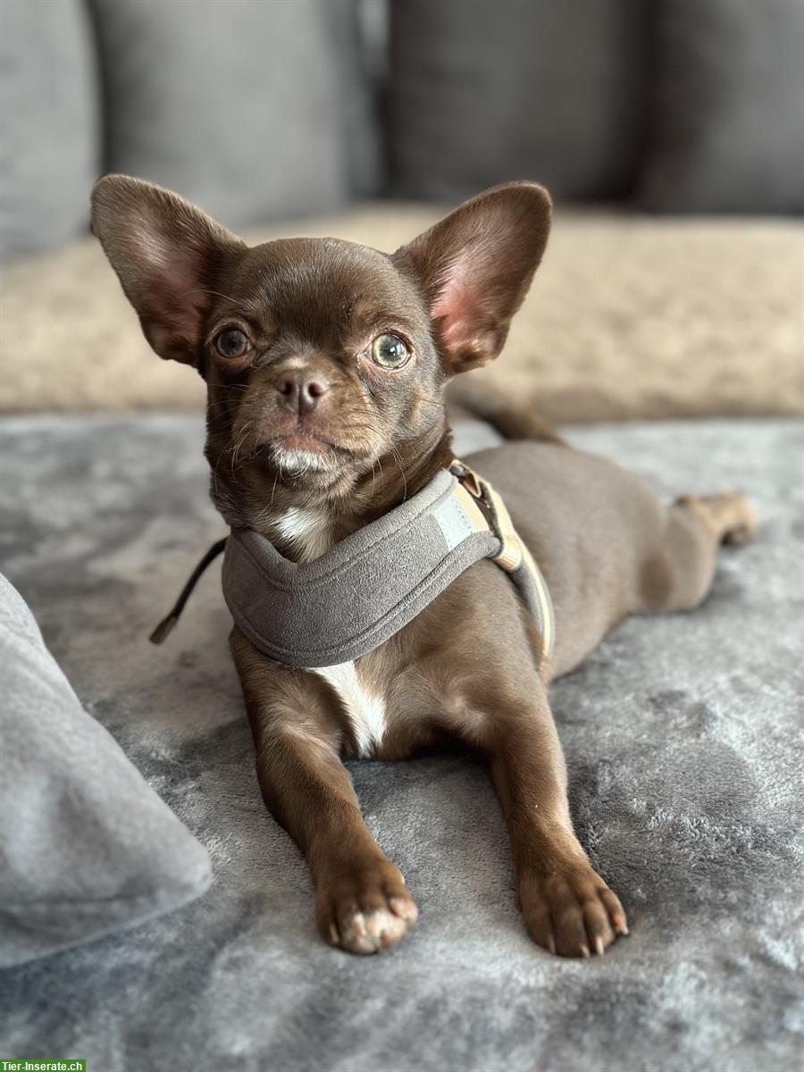 Bild 2: Chihuahua Hündin, 7 Monate in Schoko zu verkaufen