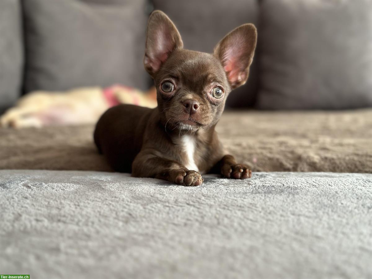 Bild 3: Chihuahua Hündin, 7 Monate in Schoko zu verkaufen