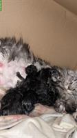 Reinrassige Maine Coon Kitten suchen liebes Zuhause