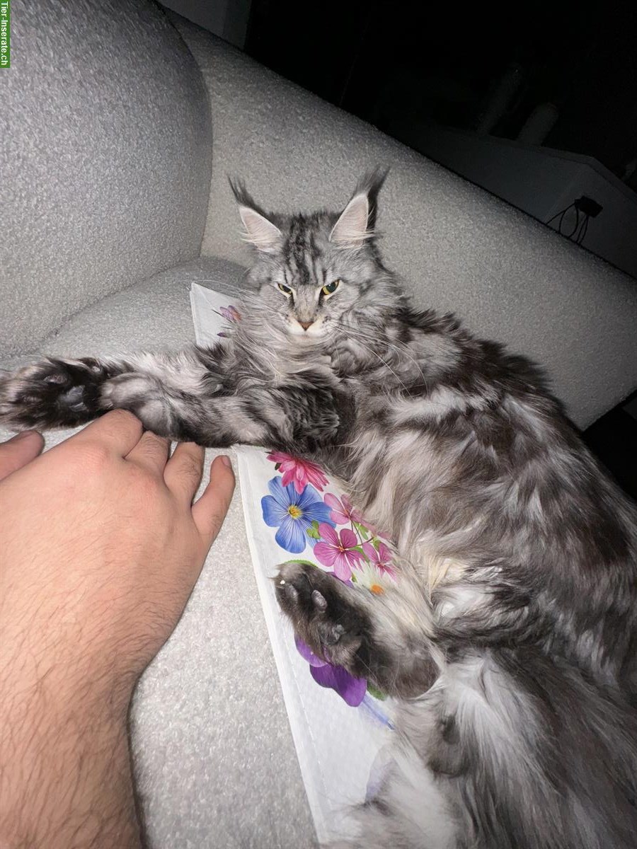 Bild 2: Reinrassige Maine Coon Kitten suchen liebes Zuhause