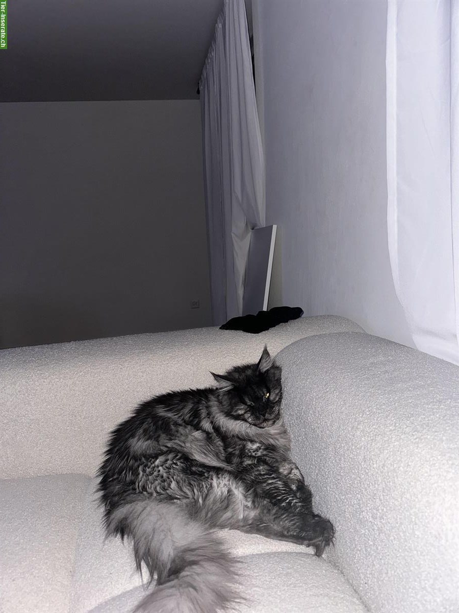 Bild 4: Reinrassige Maine Coon Kitten suchen liebes Zuhause