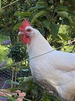 Leghorn Hennen suchen ein Zuhause