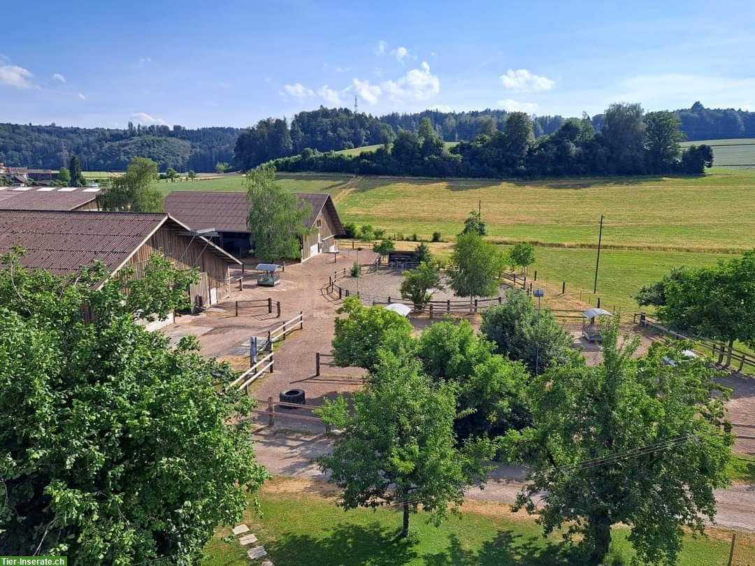 1-2 freie Pferde Plätze im Offenstall in Rumendingen BE