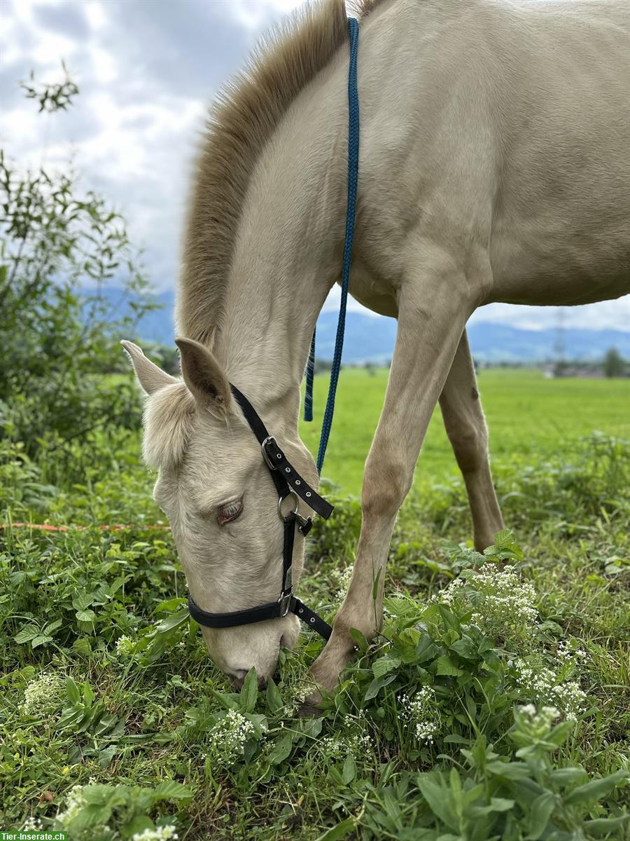 Sevilha - Lusitano Stute der Spitzenklasse
