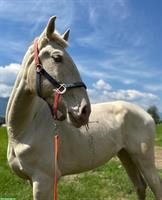 Sevilha - Lusitano Stute der Spitzenklasse