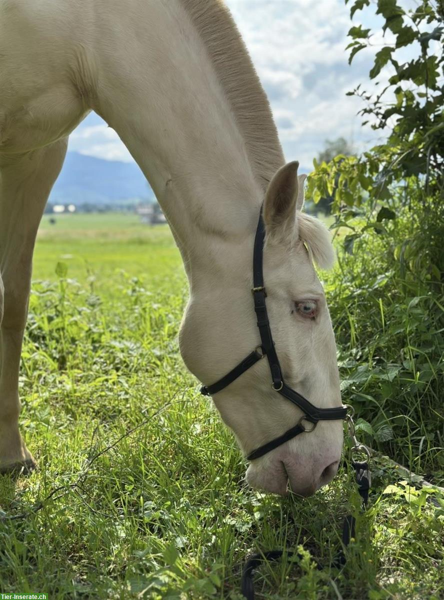 Bild 10: Sevilha - Lusitano Stute der Spitzenklasse