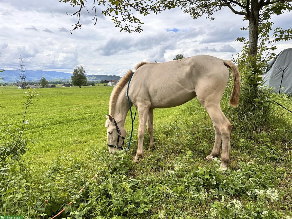Bild 2: Sevilha - Lusitano Stute der Spitzenklasse