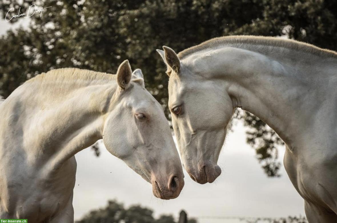 Bild 3: Sevilha - Lusitano Stute der Spitzenklasse
