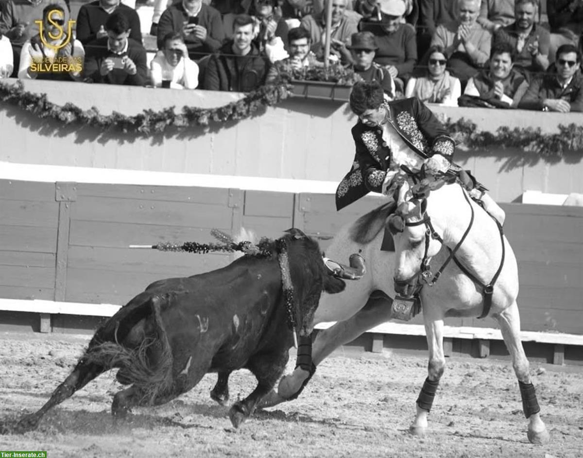 Bild 6: Sevilha - Lusitano Stute der Spitzenklasse