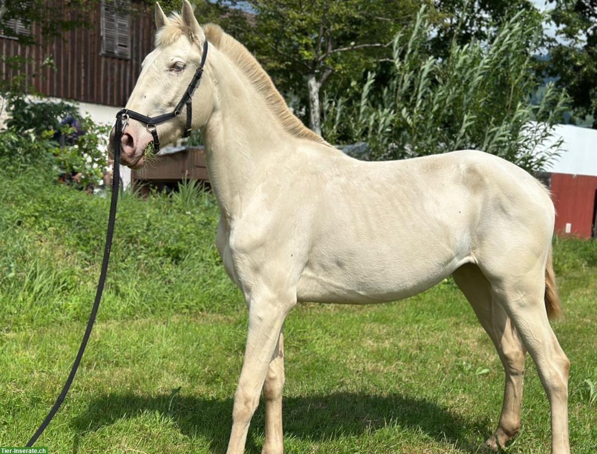 Bild 7: Sevilha - Lusitano Stute der Spitzenklasse