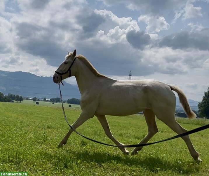 Bild 8: Sevilha - Lusitano Stute der Spitzenklasse