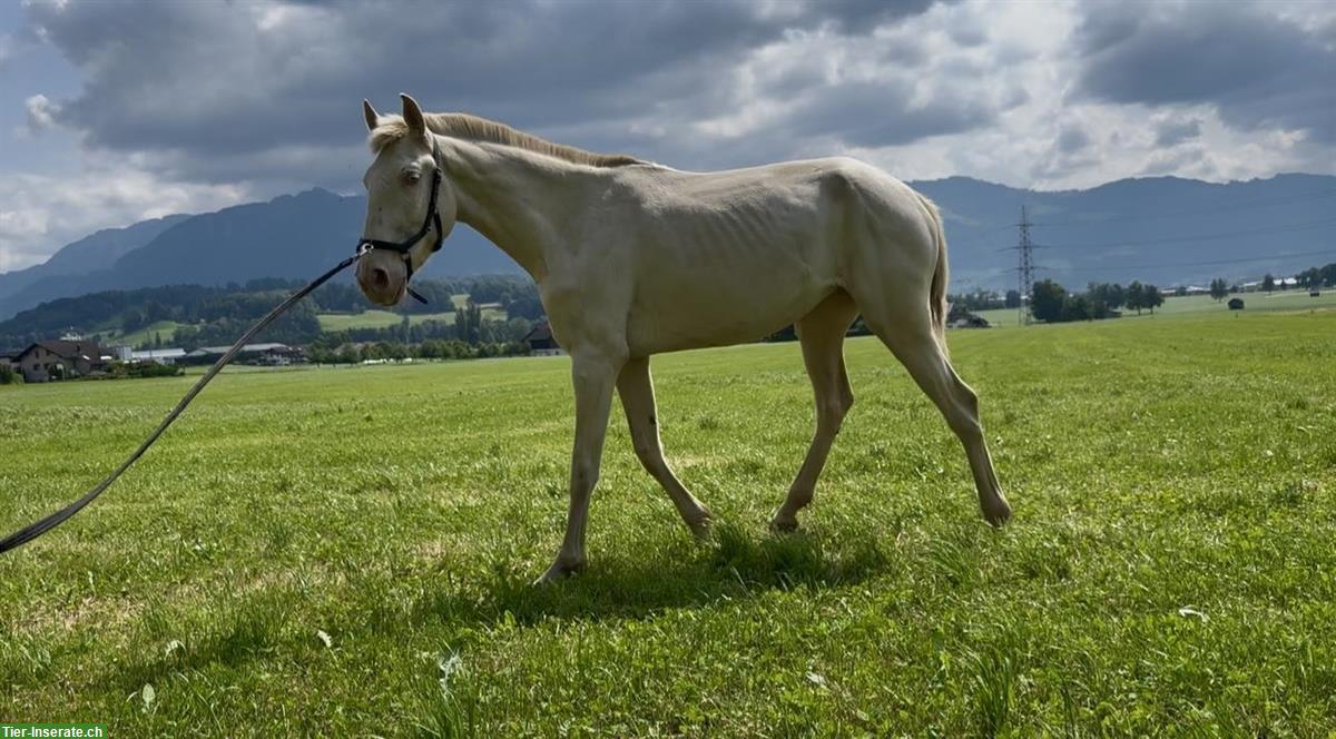 Bild 9: Sevilha - Lusitano Stute der Spitzenklasse