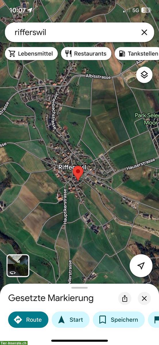 Bild 5: 2-3 Plätze frei für alle Pferderassen und Reitstile, Rifferswil ZH