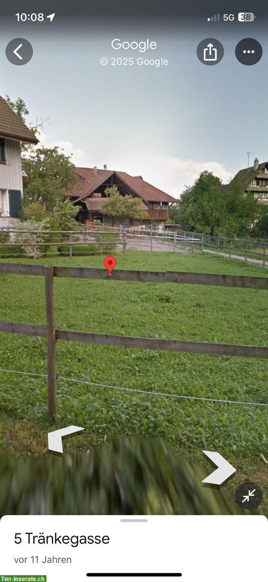 Bild 6: 2-3 Plätze frei für alle Pferderassen und Reitstile, Rifferswil ZH