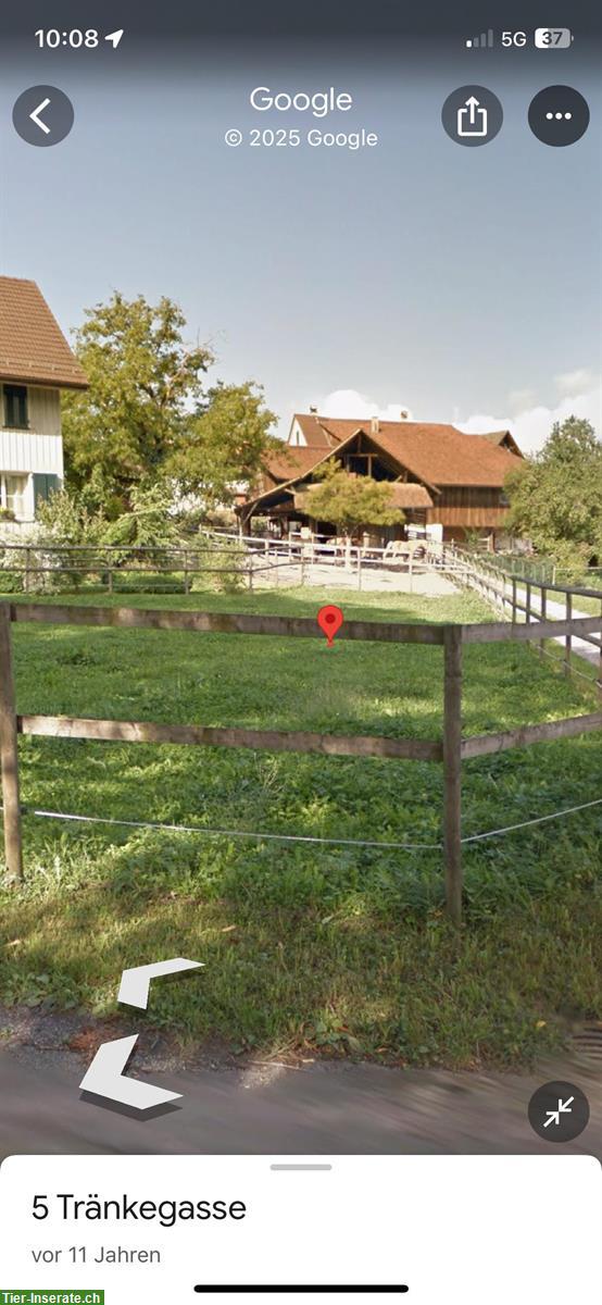 Bild 7: 2-3 Plätze frei für alle Pferderassen und Reitstile, Rifferswil ZH