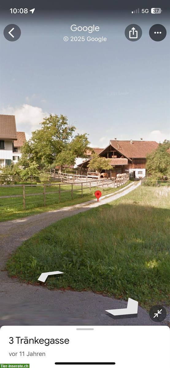 Bild 8: 2-3 Plätze frei für alle Pferderassen und Reitstile, Rifferswil ZH