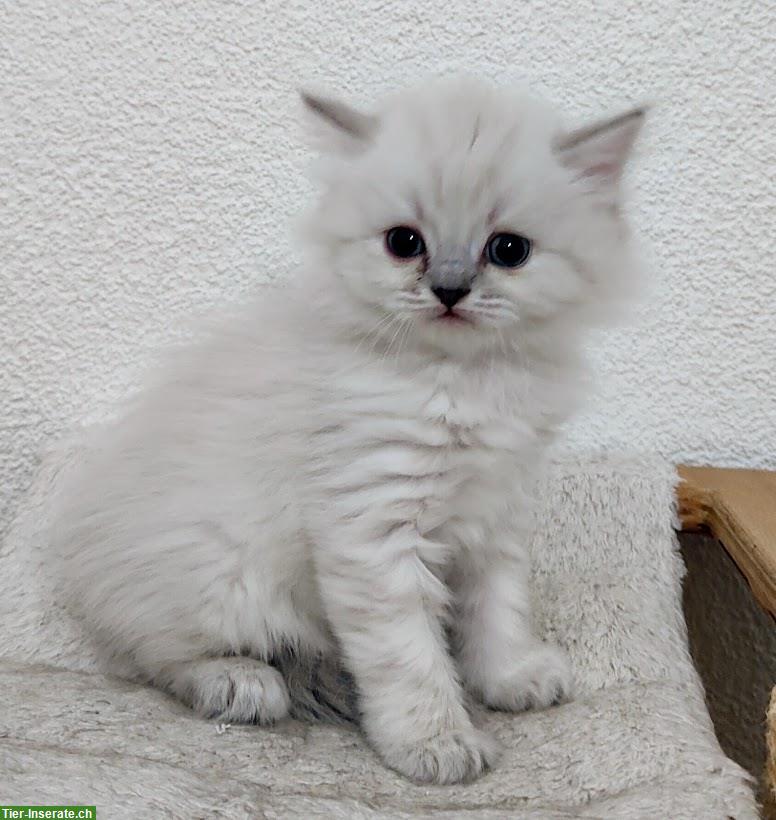 Süsse BKH/BLH Kitten suche ein Zuhause