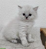 Süsse BKH/BLH Kitten suche ein Zuhause