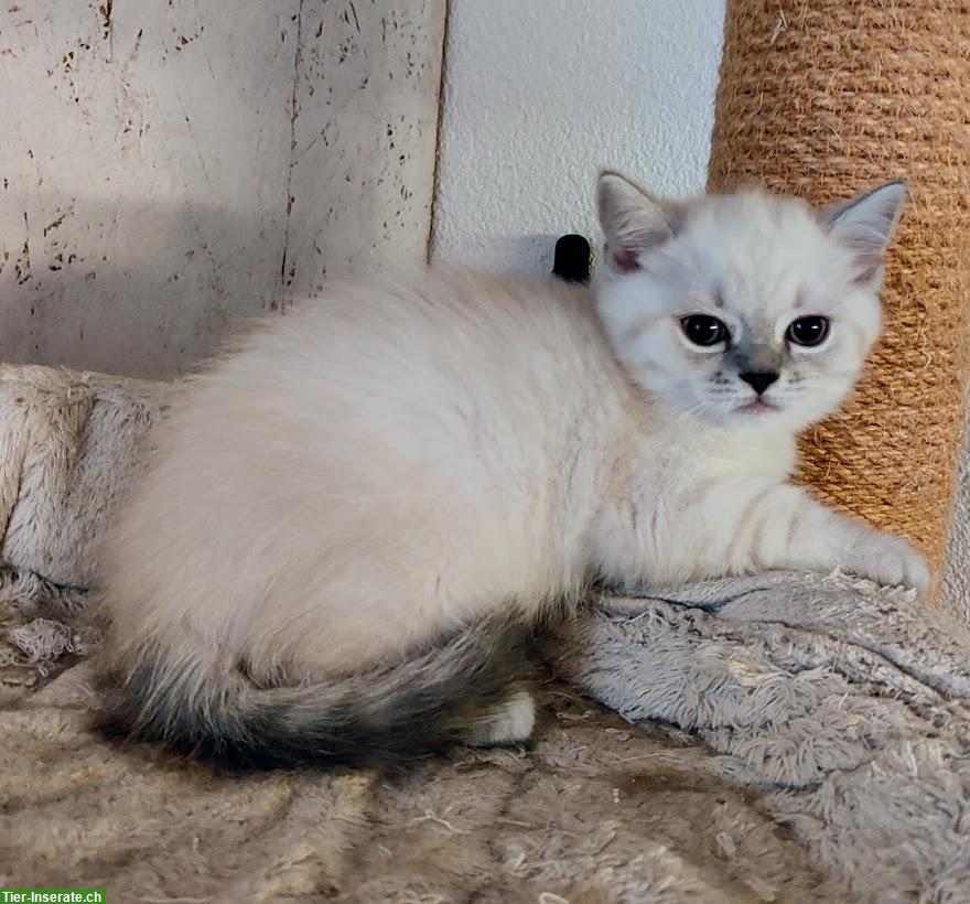 Bild 2: Süsse BKH/BLH Kitten suche ein Zuhause