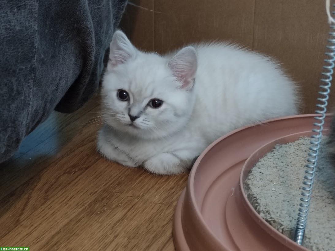 Bild 3: Süsse BKH/BLH Kitten suche ein Zuhause