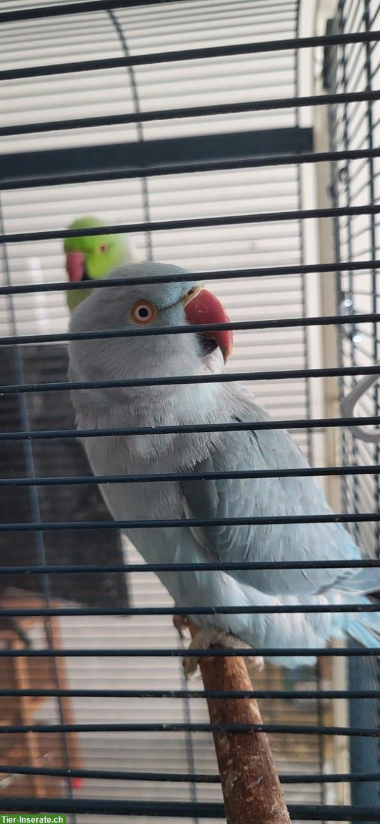 Bild 3: 3 Halsbandsittiche, zahm und sehr zutraulich