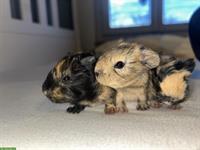 Junges Meerschweinchen Böckli zur Abgabe