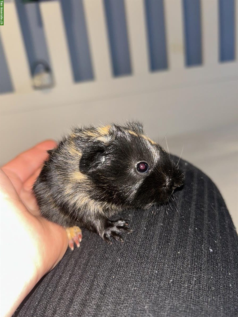 Bild 2: Junges Meerschweinchen Böckli zur Abgabe