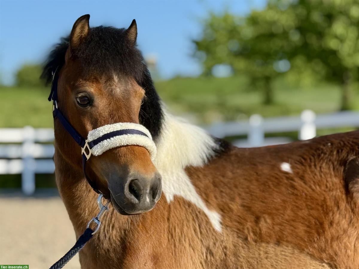 13-jährige Pony Stute, 108cm